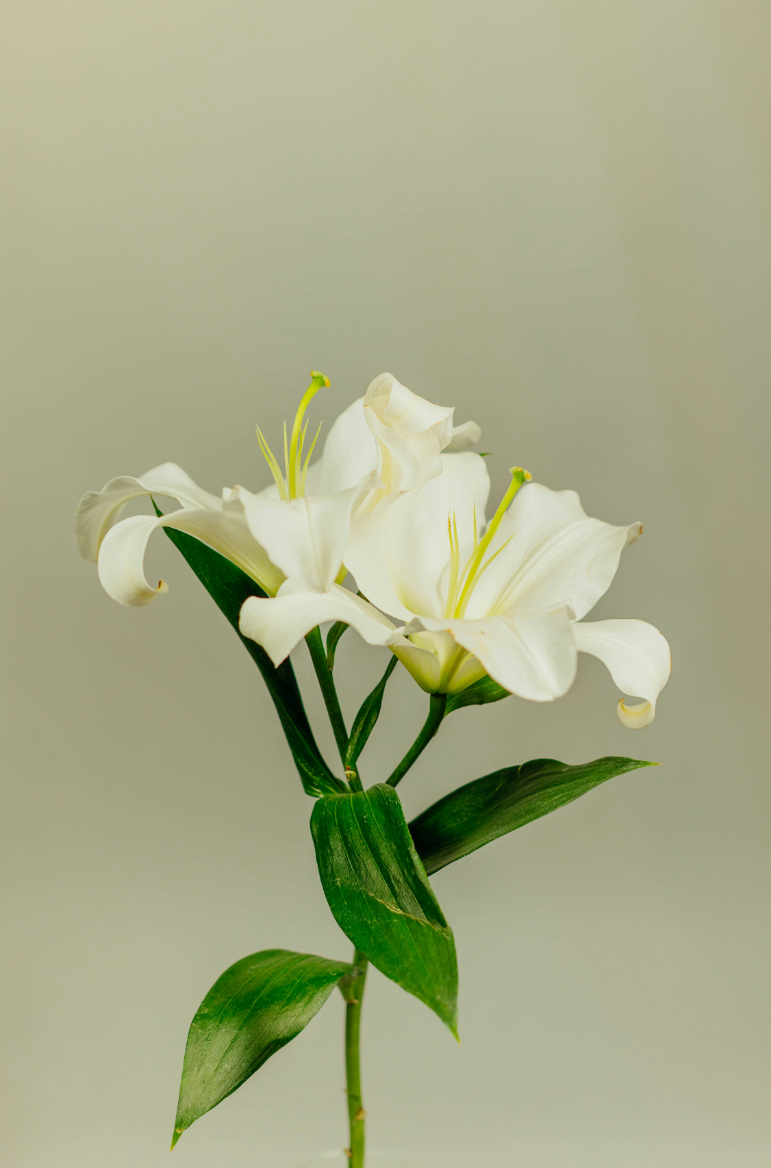 Sand Fog Gardenia 180 ml Reed Diffuser - Image 2