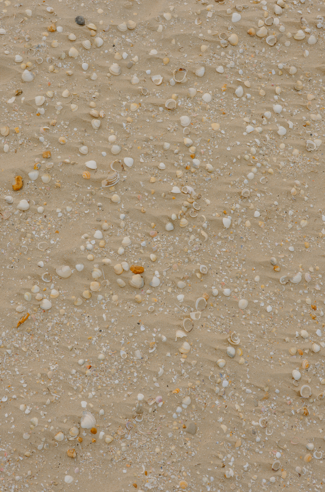 Sand Fog Sand + Paws Ocean & Sea Salt 12 oz scented candle - Image 2